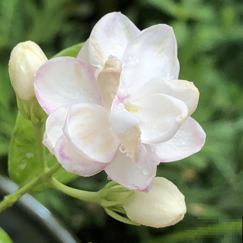 茉莉不开花,使劲晒、多用有机肥,呼呼开花摁不住 茉莉不开花,使劲晒、多用有机肥,呼呼开花摁不住