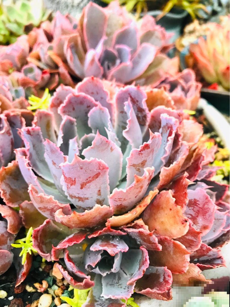 新手养多肉，打好基础是关键，5个要点要记住