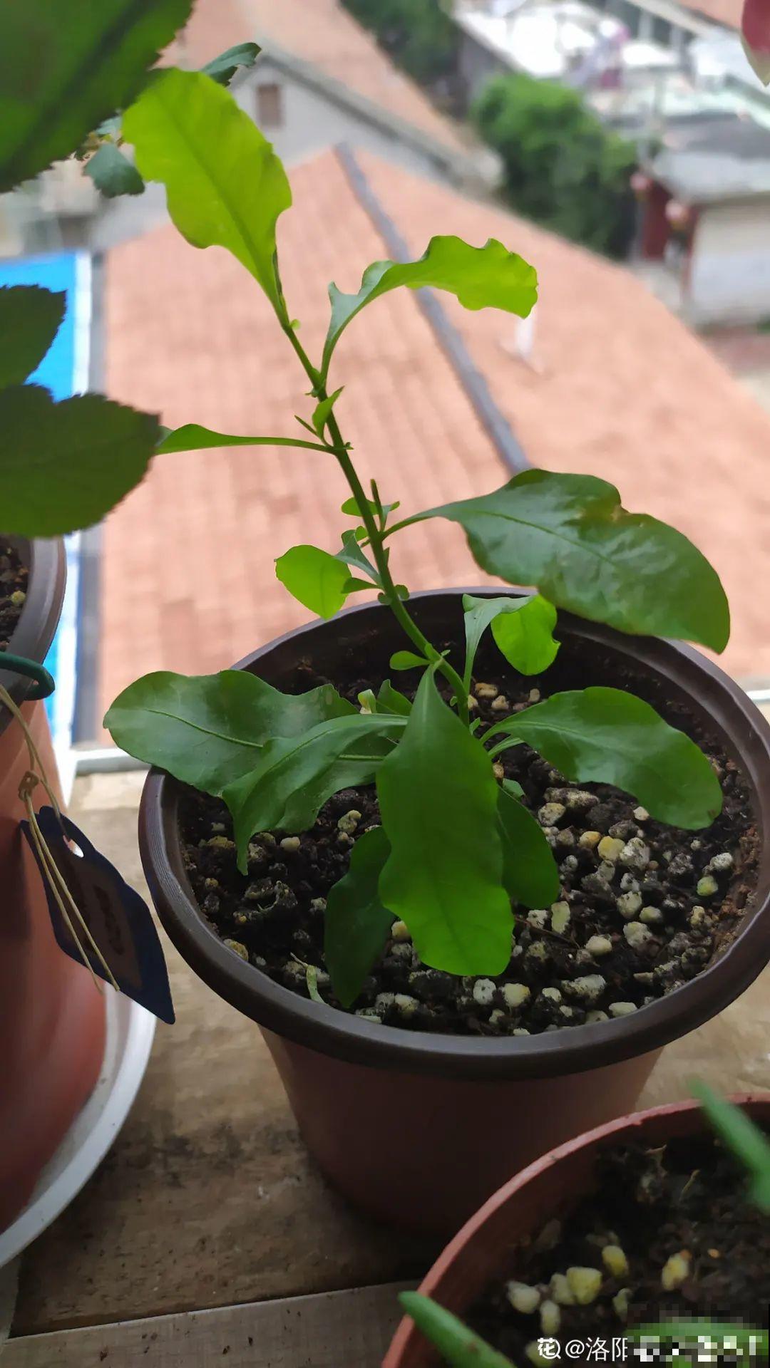 11种常见花，现在扦插，成活率特高