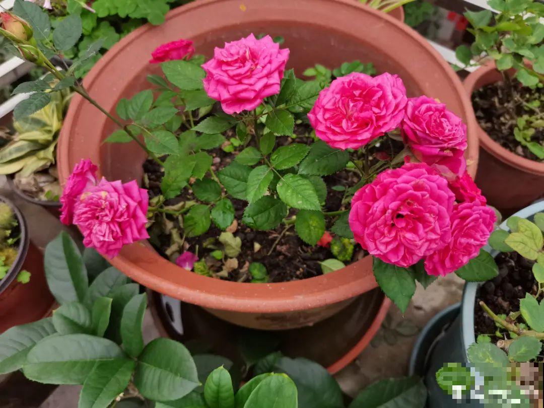 春天养花，就怕乱浇水，浇错水植物死的越快