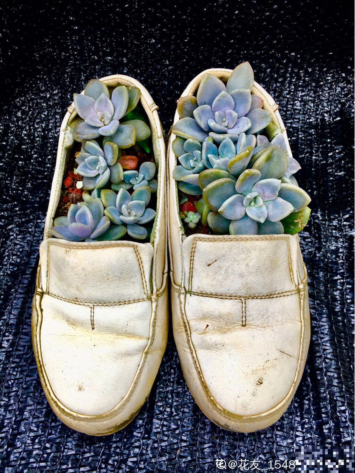 家里的旧物件别丢，拿来养花，能省不少养花钱