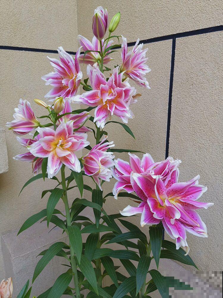 适合现在种的球根植物，4月初种上， 5月底就开花