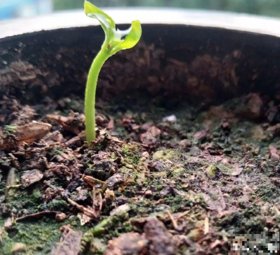 玉米棒子插水里，比绿植长得快，长成清新小盆栽