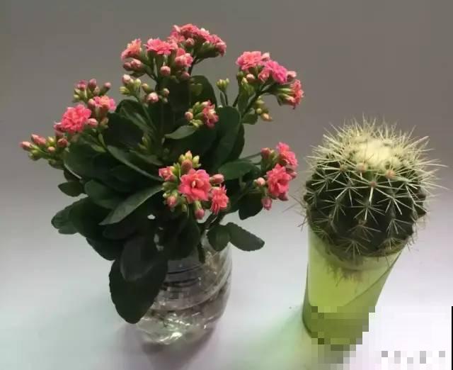 半死不活的花,扔水里,突然长疯了 半死不活的花,扔水里,突然长疯了