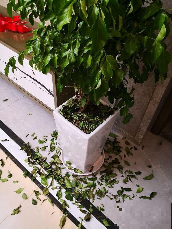 修剪后的枯叶子别丢，还能继续养花，花吃了长得壮