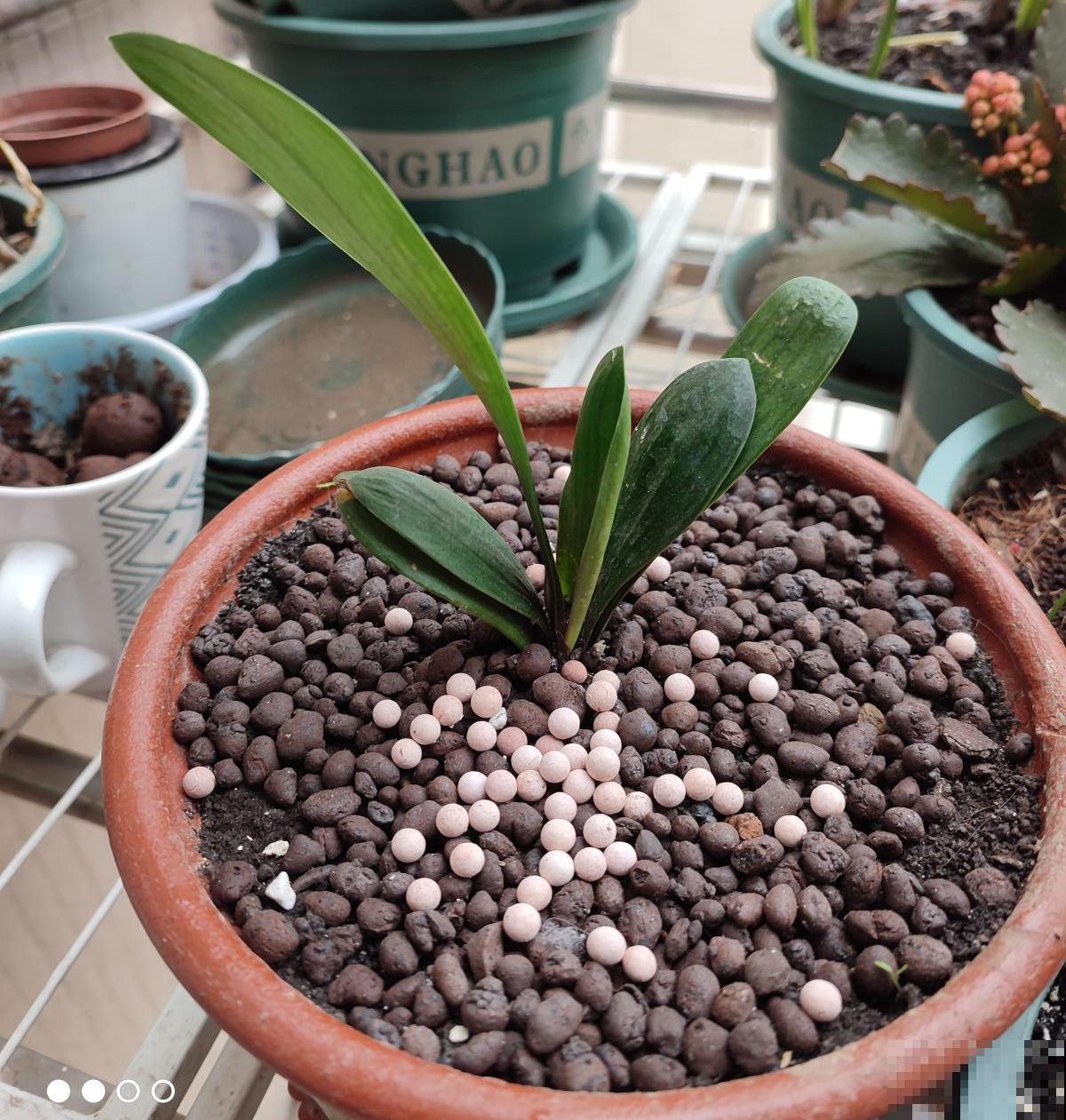 天气变热,养君子兰要注意这5件事,花儿才能安全度夏! 天气变热,养君子兰要注意这5件事,花儿才能安全度夏!