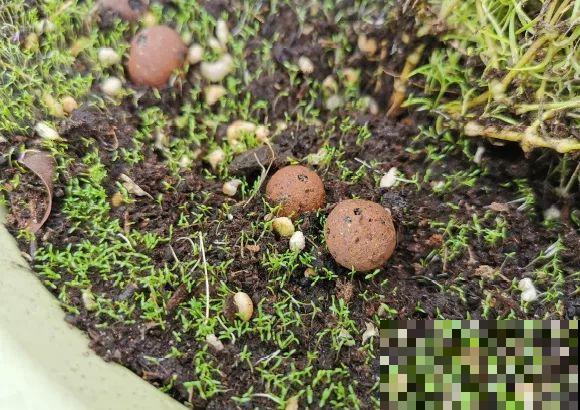 大岩桐特耐阴，每天一两个小时光照，一年开花上百天