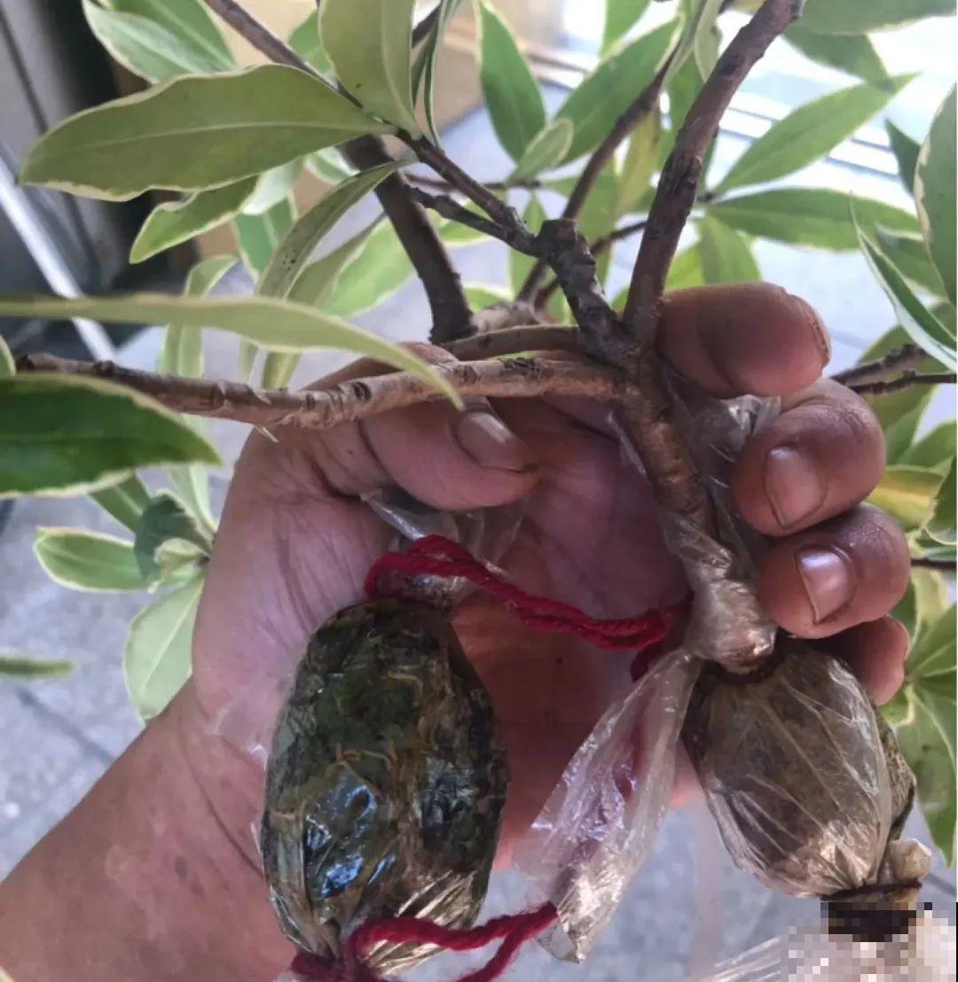 春天最佳繁殖季，扦插播种分株压条，成活率特高