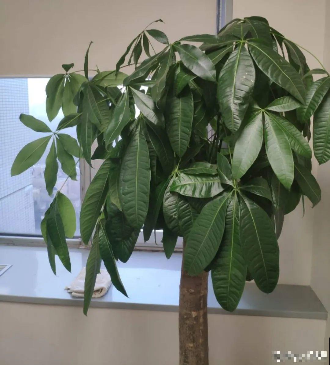 植物长了个大肚子，超级耐旱，一个月不浇水也死不了