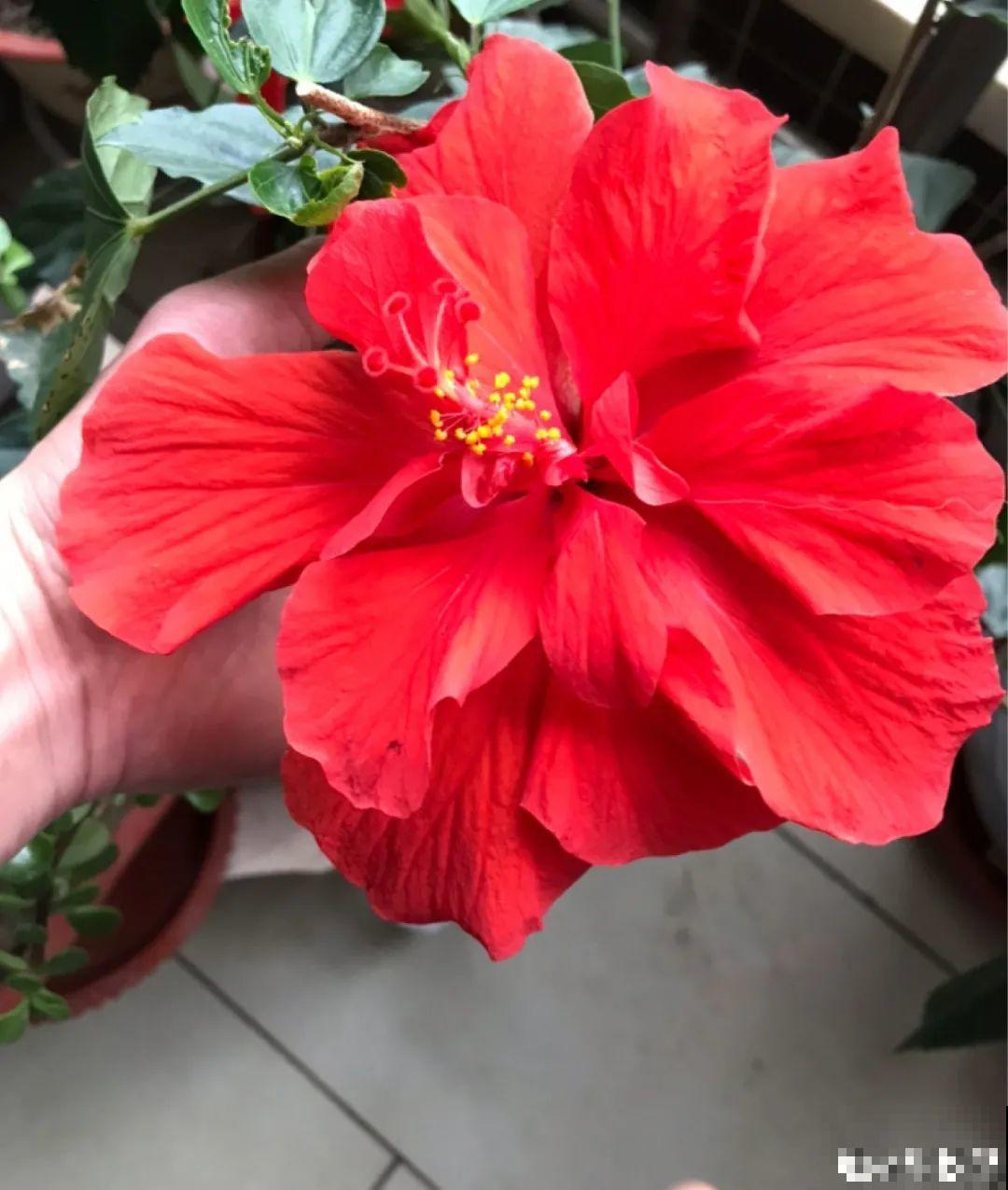 家里养盆“大脸”花，开花巨无霸，看着就喜庆