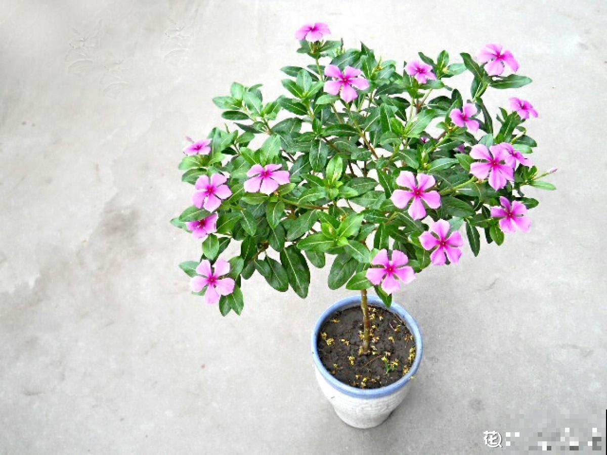 一种花名叫“天天开”,修剪一下,还能长成小花树! 一种花名叫“天天开”,修剪一下,还能长成小花树!