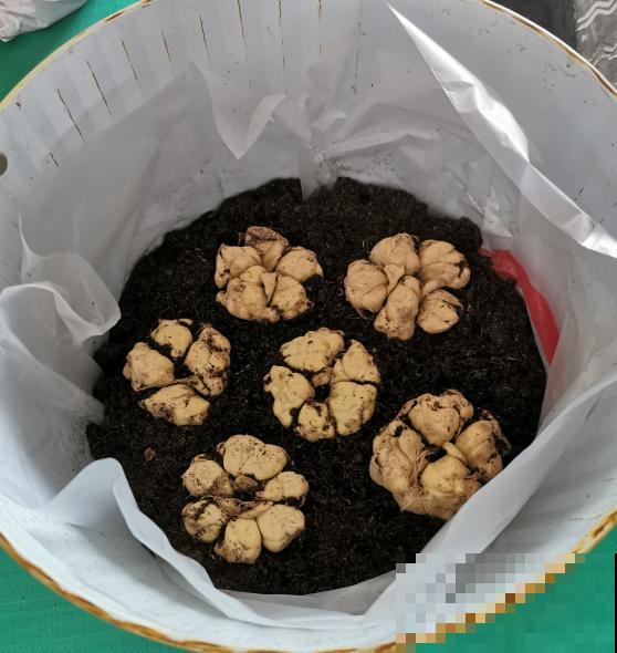 4种花可食用百合，煲汤做菜做甜品，花朵也艳丽多彩