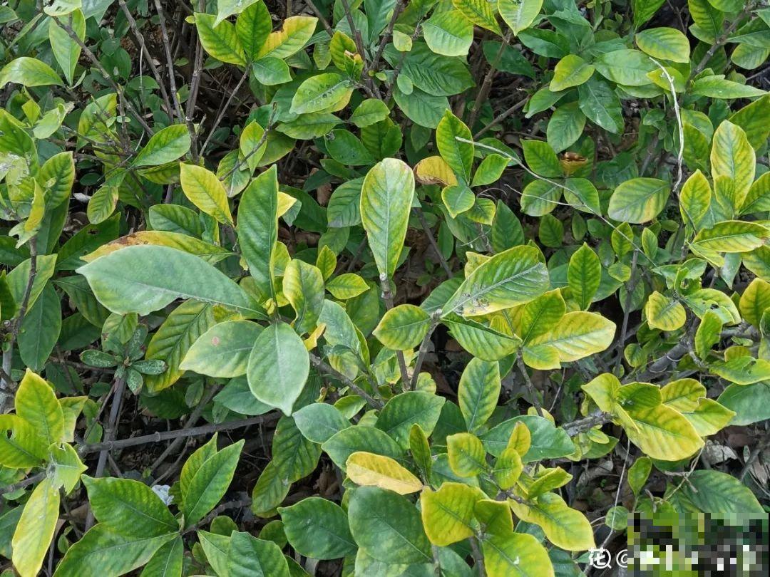 春天肥料要用对，根据植株种类施，效果更好