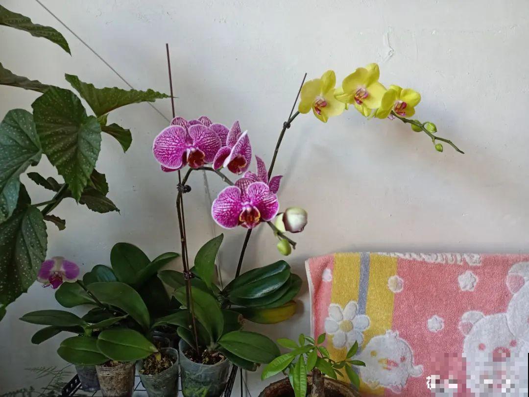 花开完了,别急着扔,好好养还能活几十年 花开完了,别急着扔,好好养还能活几十年