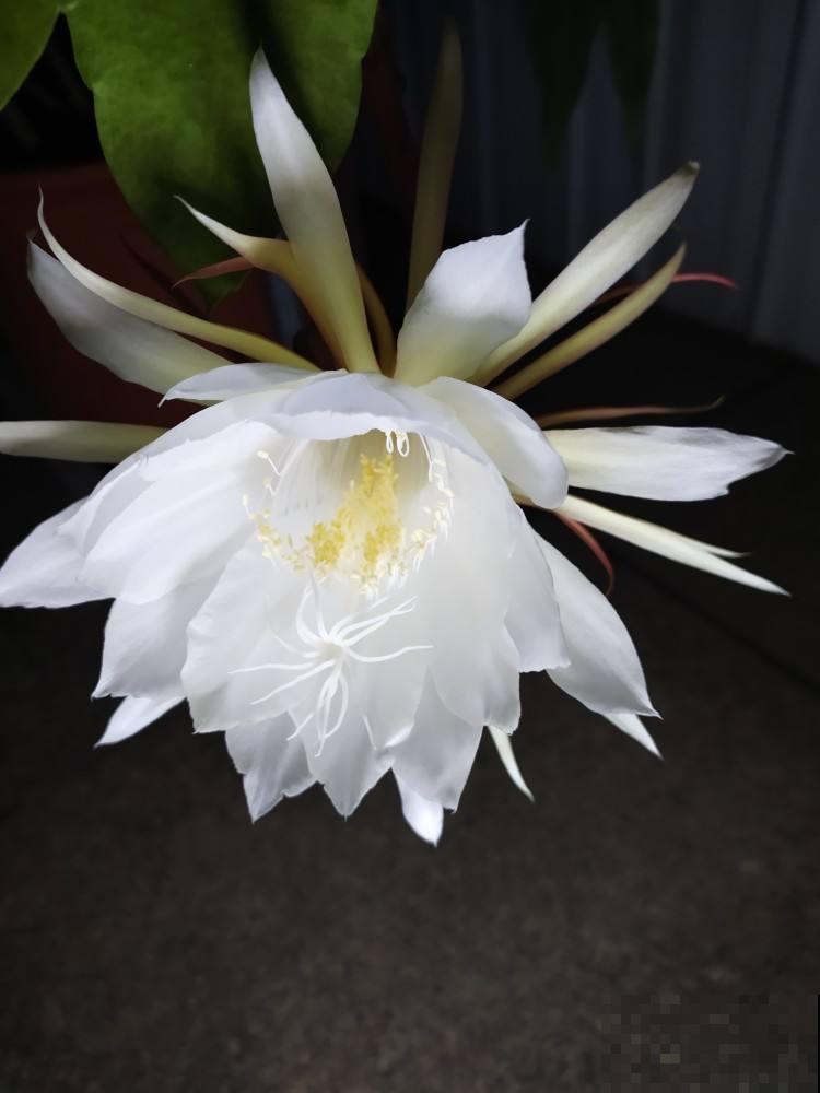 3种别致的花，晚上才开，个个都超有特点