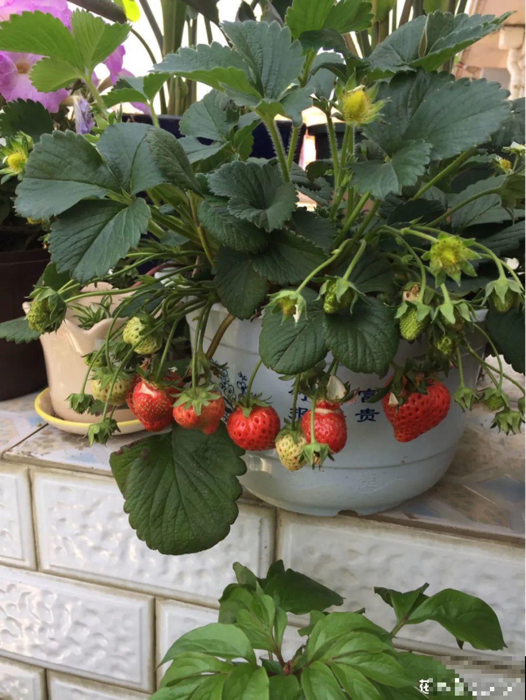 花盆里养棵果树,满枝条都是果子,看着就喜庆 花盆里养棵果树,满枝条都是果子,看着就喜庆