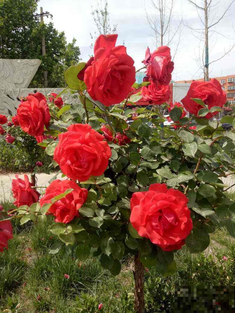 2种植物开花真喜人，一朵比拳头还大， 现在正是花期