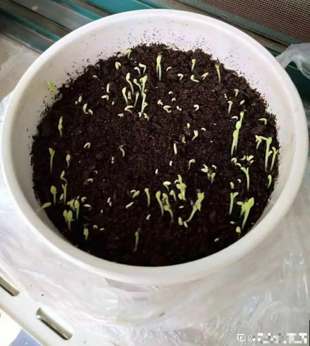 玉米棒子插水里，比绿植长得快，长成清新小盆栽