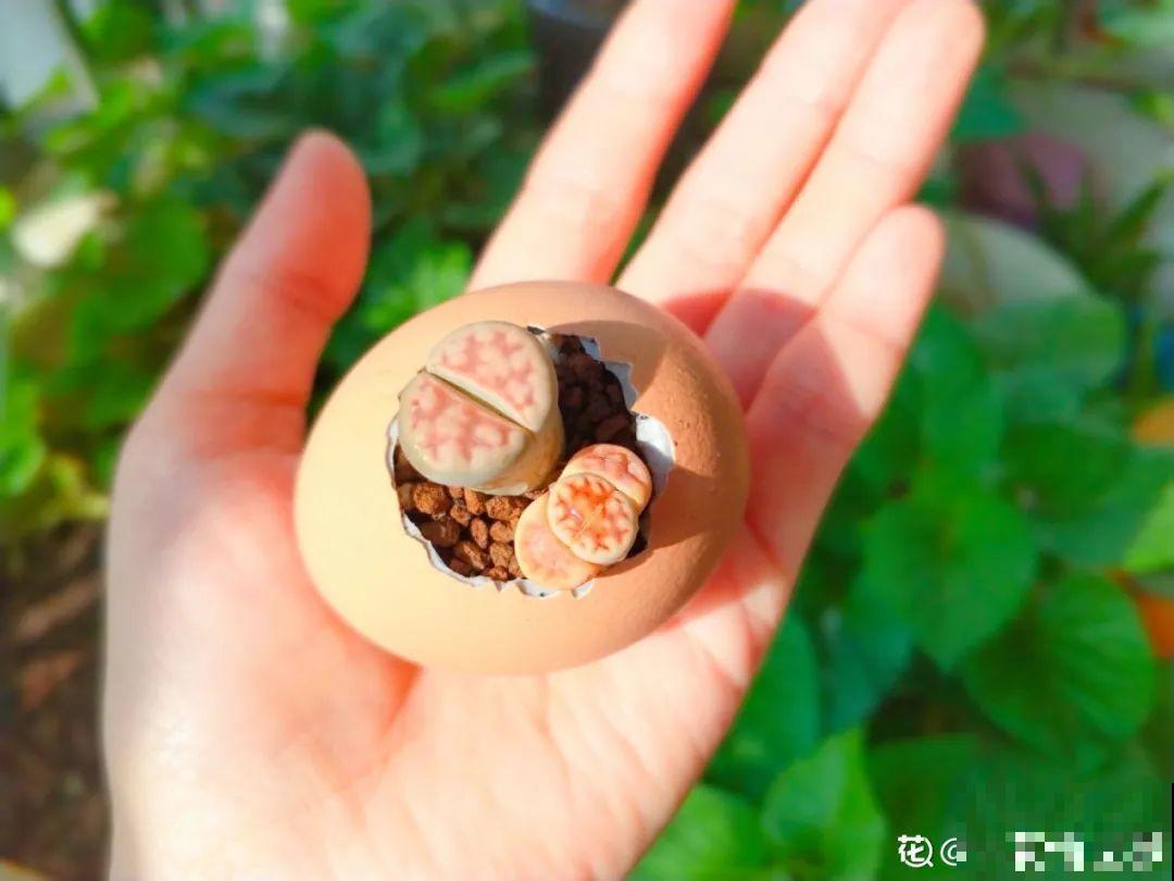 蛋壳里养多肉,长成老桩超好看,还能废物利用 蛋壳里养多肉,长成老桩超好看,还能废物利用