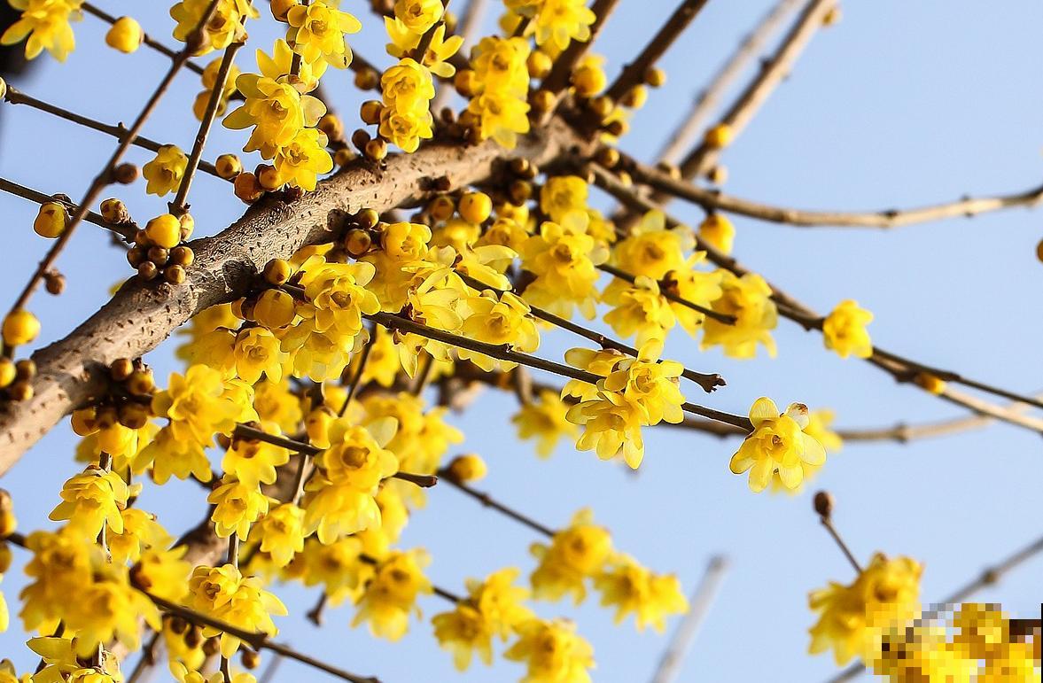 这5种花，先开花后长叶，非常奇特！