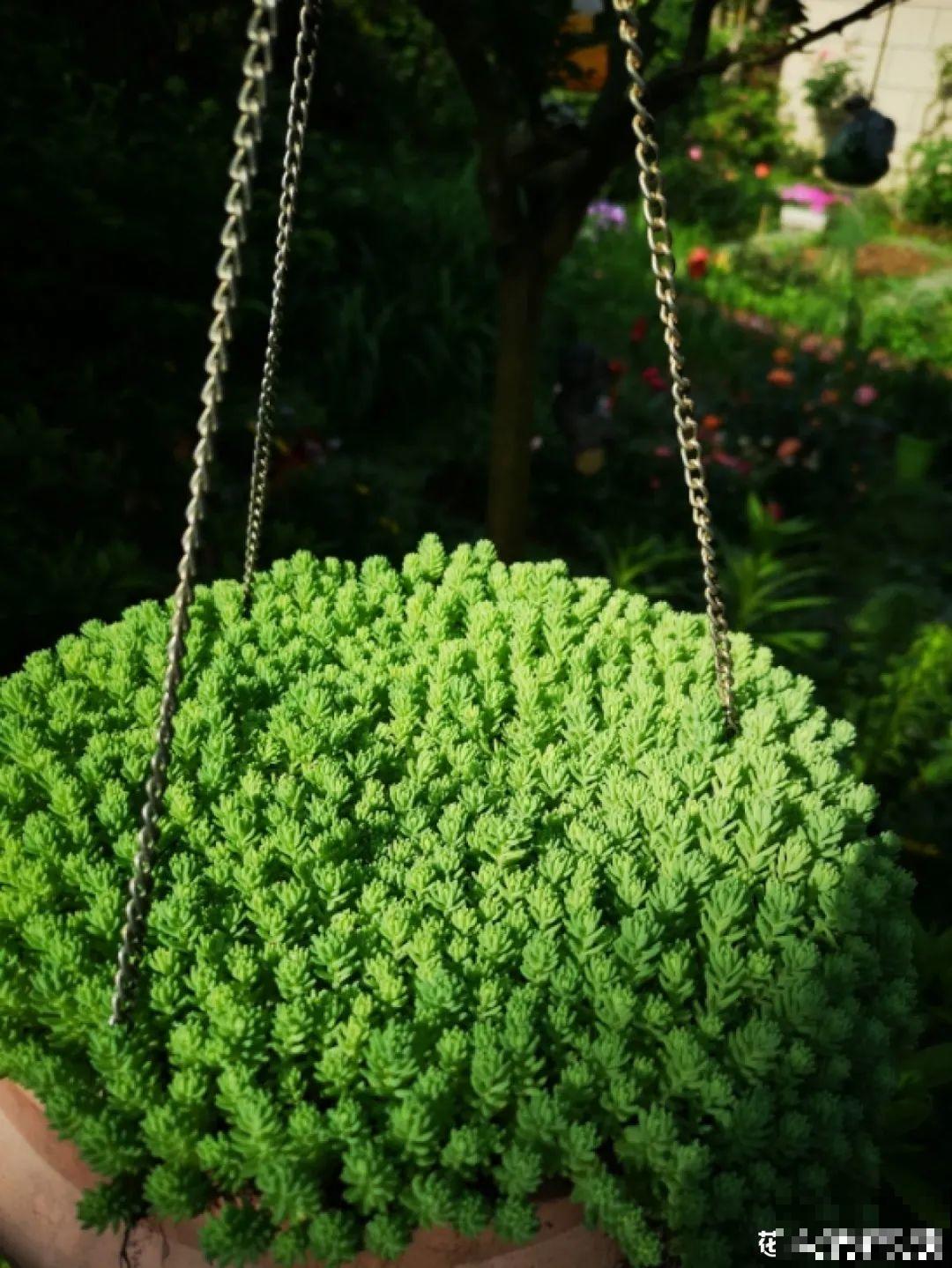 5种铺面多肉,沾土就活,迅速占满每一寸土地 5种铺面多肉,沾土就活,迅速占满每一寸土地