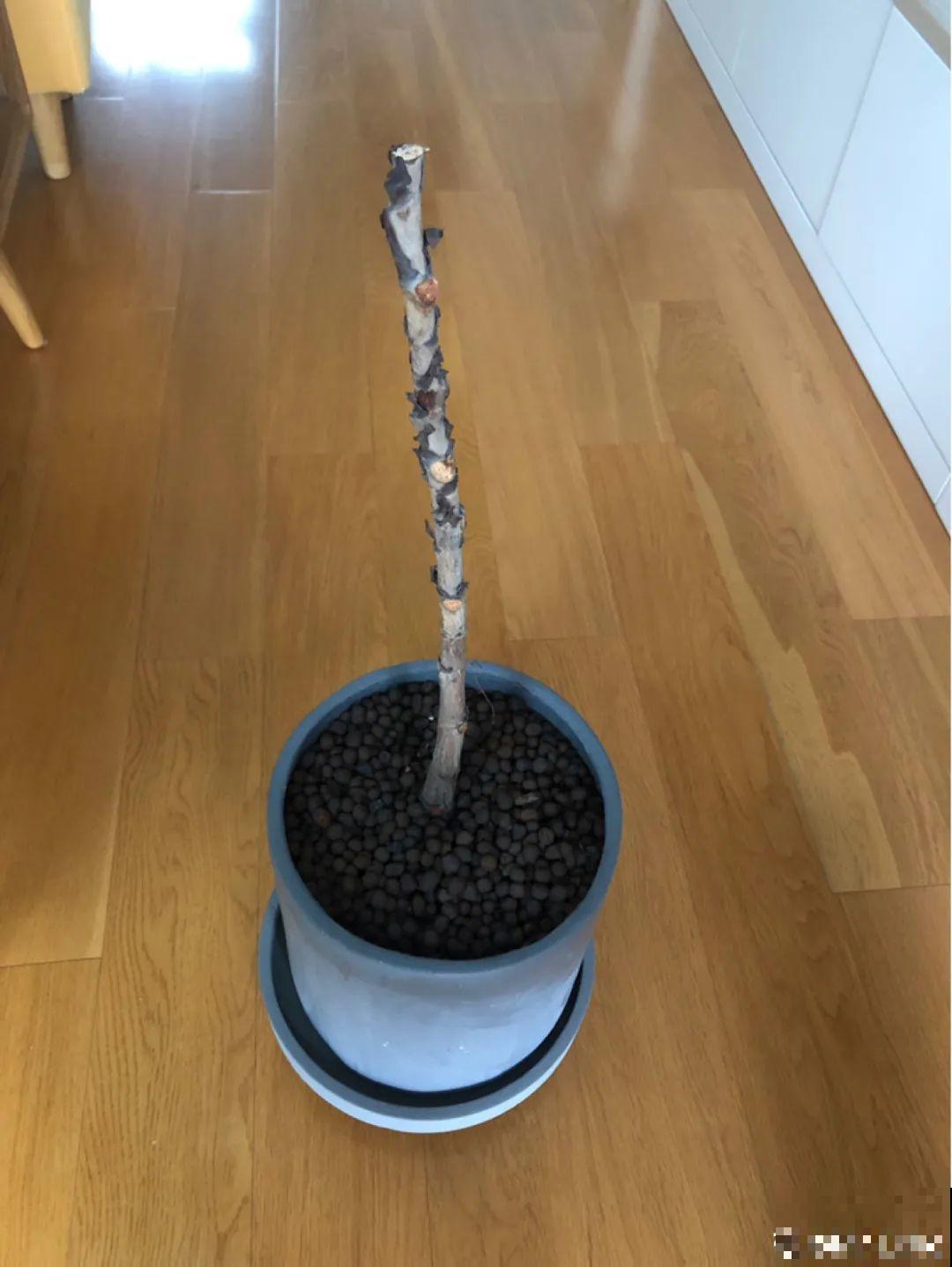 春天给花修剪,花才能呼呼开,俩月开爆盆 春天给花修剪,花才能呼呼开,俩月开爆盆