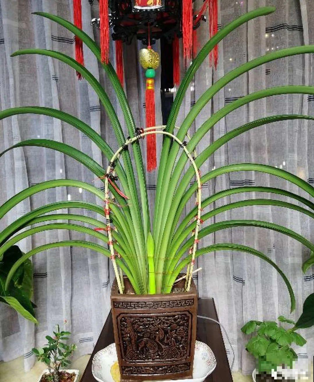 3月份养花,别急着搬出屋外,花容易死翘翘 3月份养花,别急着搬出屋外,花容易死翘翘