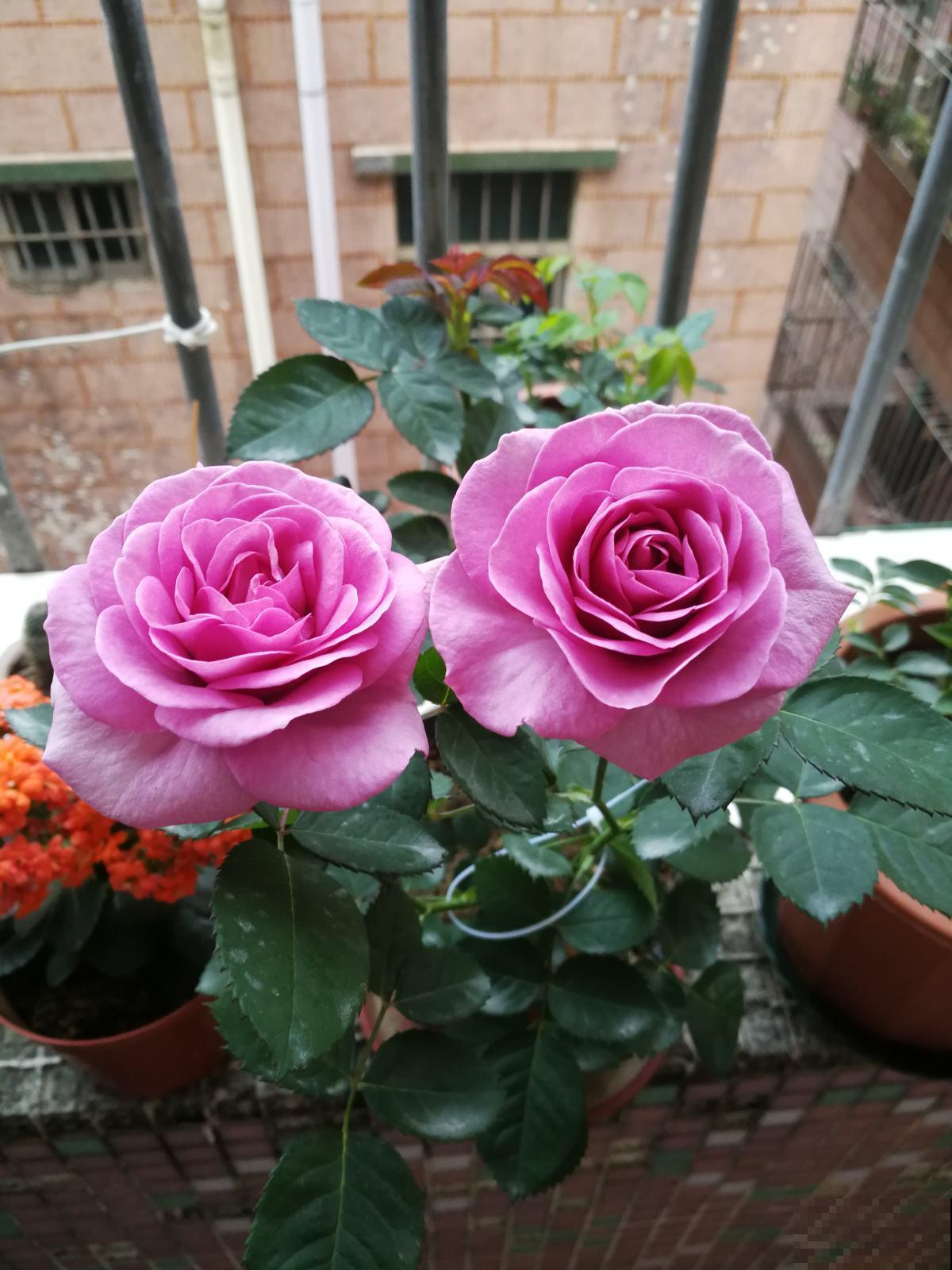 这5种花，只要养好一种，家里瞬间变成大花园
