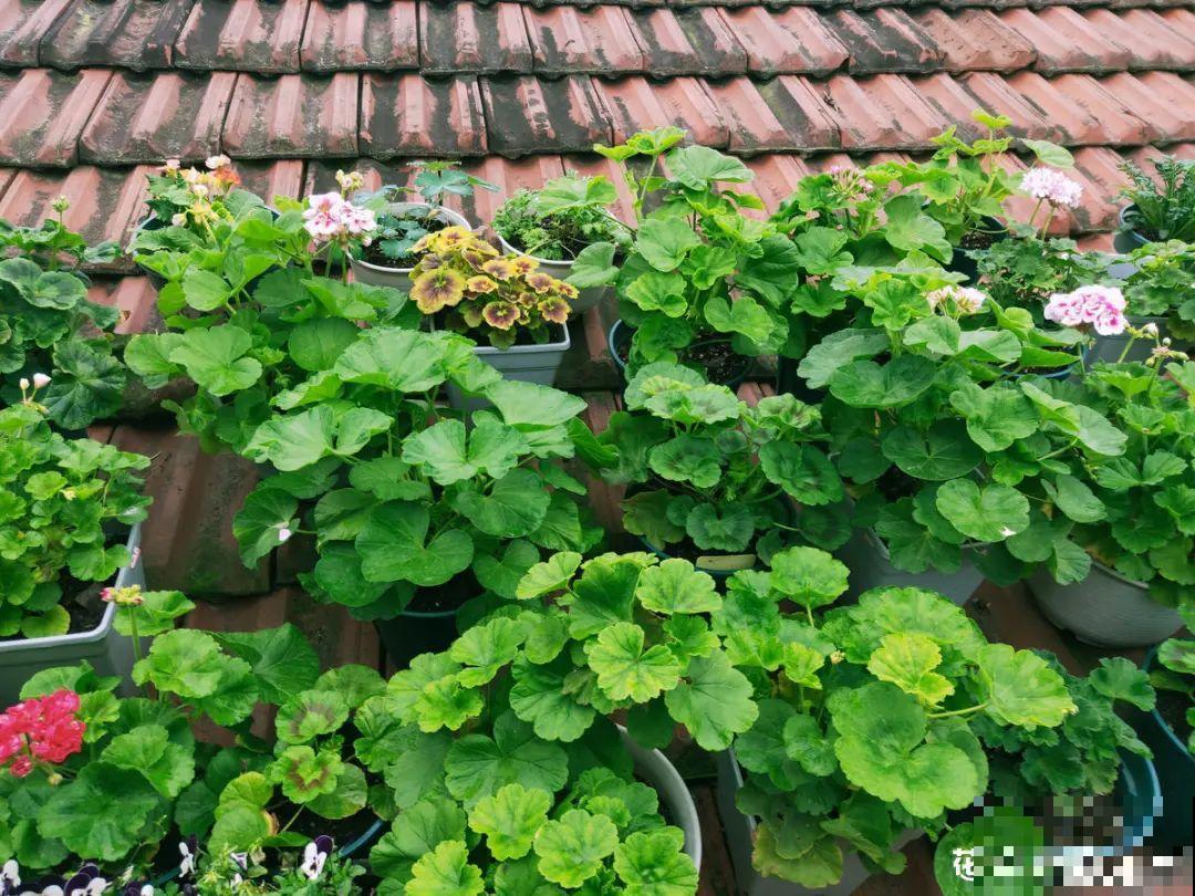 3种花打顶、扦插，可以同时进行，新手秒变大户