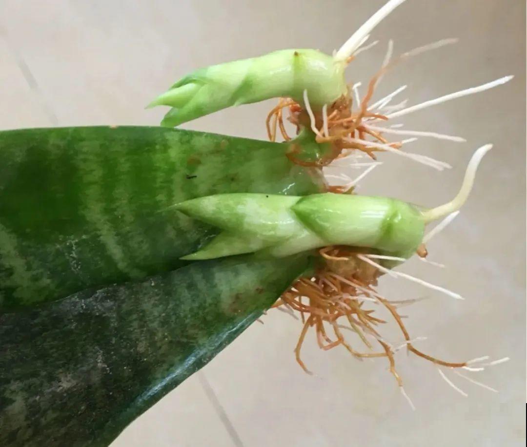 半死不活的花,扔水里,突然长疯了 半死不活的花,扔水里,突然长疯了