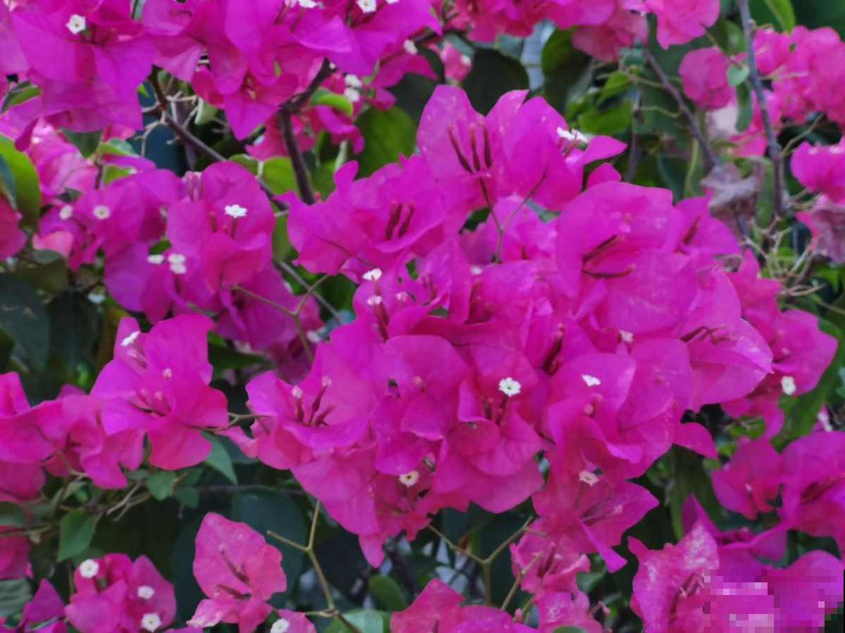 在家养三角梅，学会这一招，花芽蹭蹭冒不停！