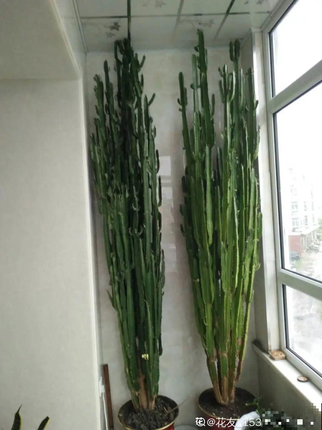 家里养盆镇宅花，越长越霸气，安全感十足