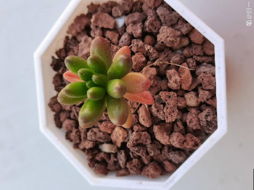 多肉长满白毛须，是个危险信号，要及时处理