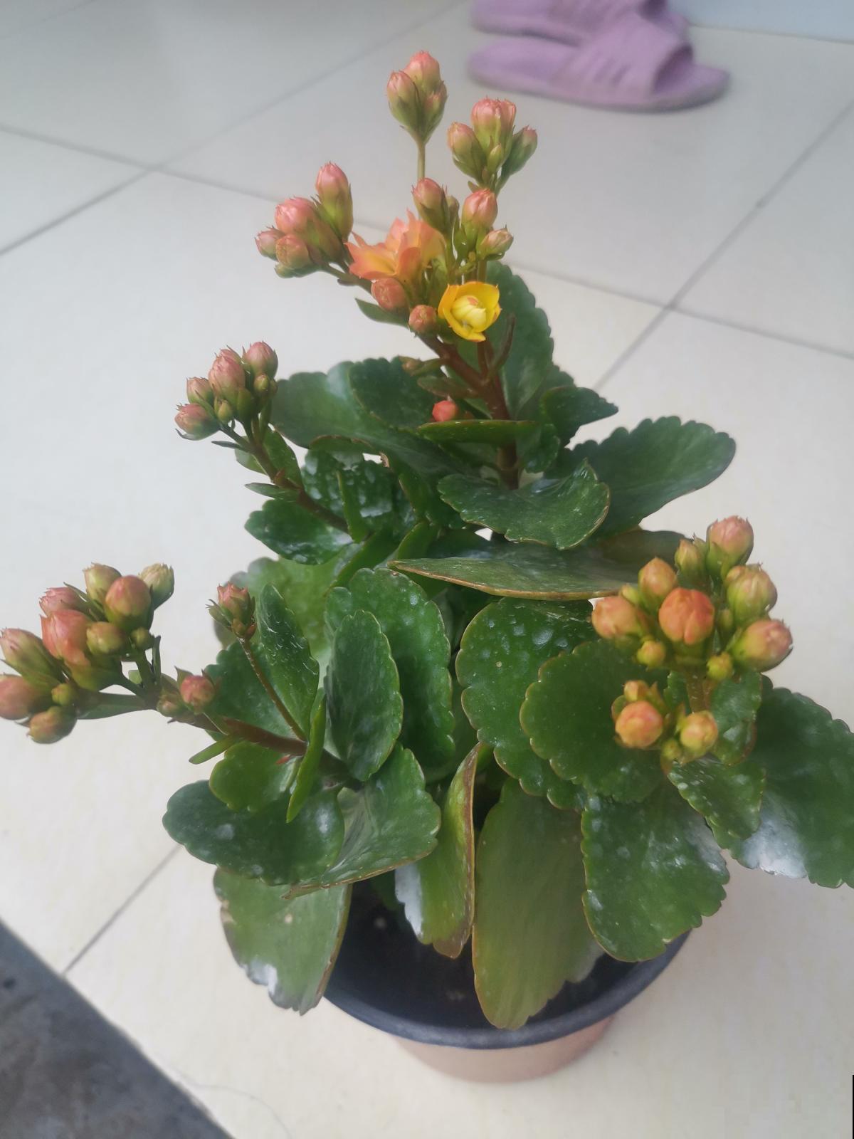 夏天养长寿花，要注意3要点，植物安安稳稳度夏