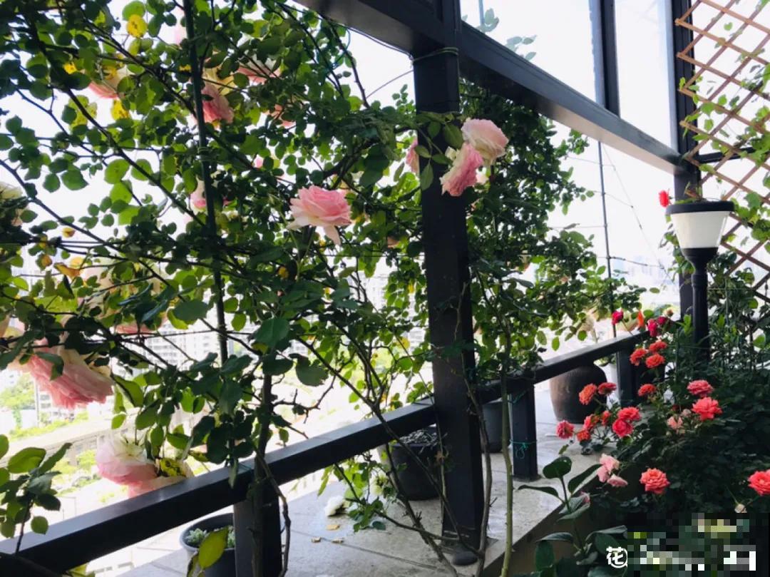 屋里种一棵爬藤花，夏天开花超旺，越热开花越多