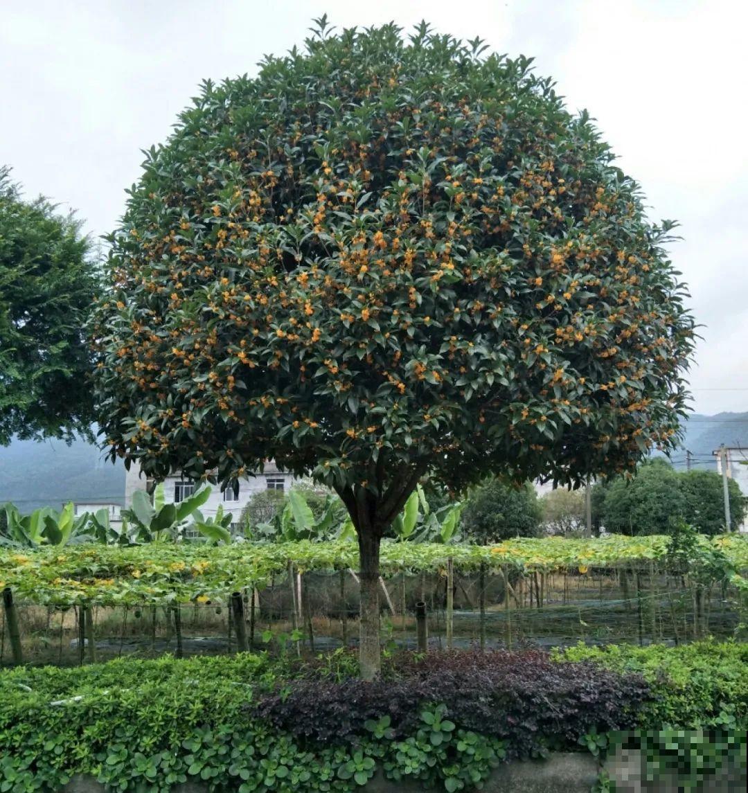 春天肥料要用对，根据植株种类施，效果更好