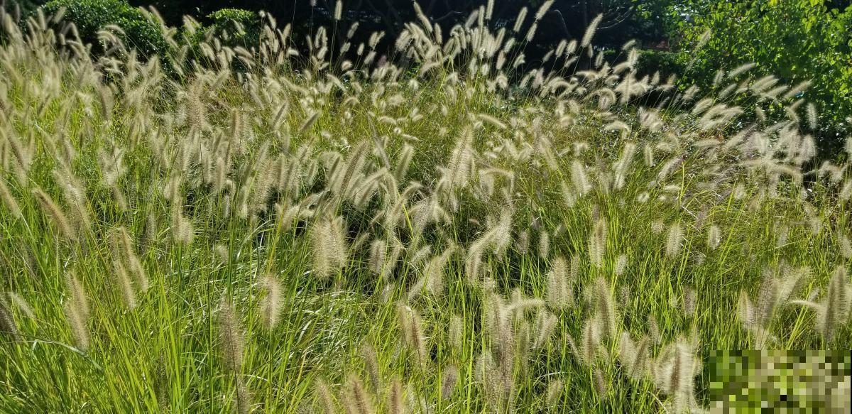 狗尾巴草很耐旱,那是因为它带着“涡轮发动机”,这个真罕见! 狗尾巴草很耐旱,那是因为它带着“涡轮发动机”,这个真罕见!