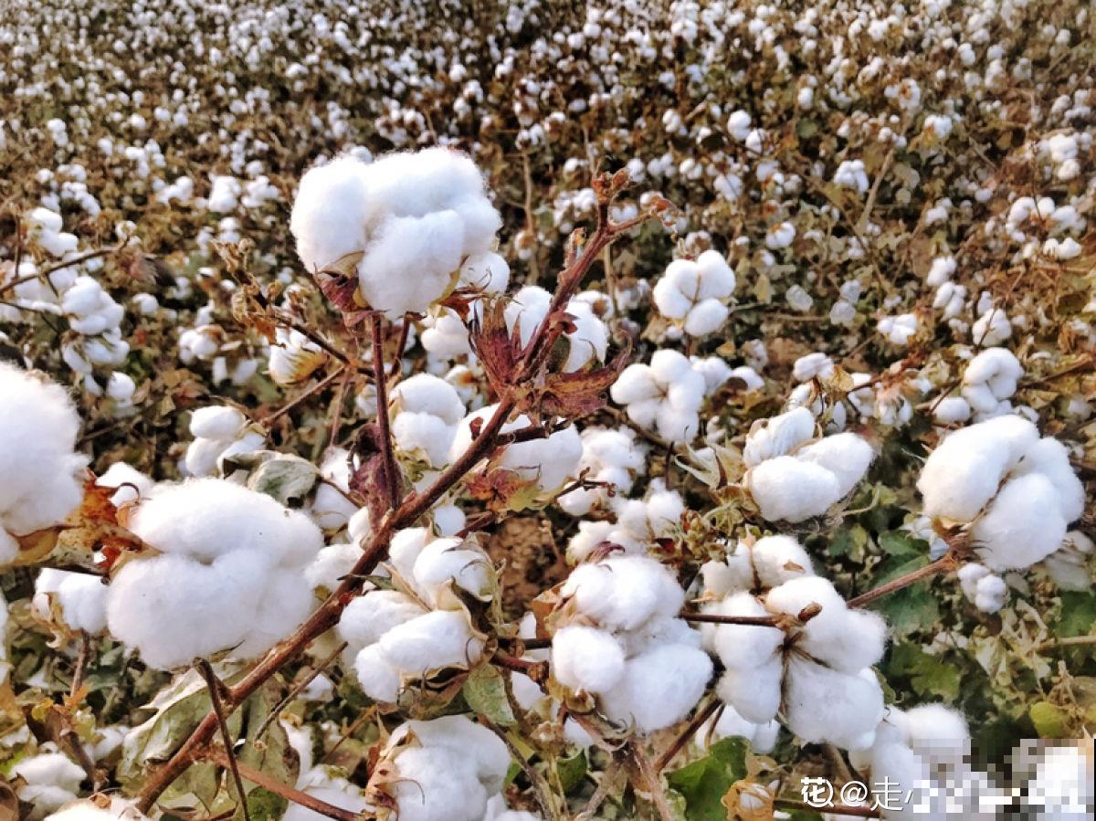 咱们的棉花可是顶尖，这么重要的植物，快来认识一下