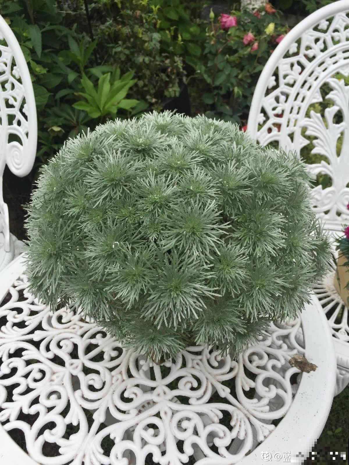 浑身散发着仙气的“朝雾草”,颜值清新脱俗,好养易爆盆 浑身散发着仙气的“朝雾草”,颜值清新脱俗,好养易爆盆