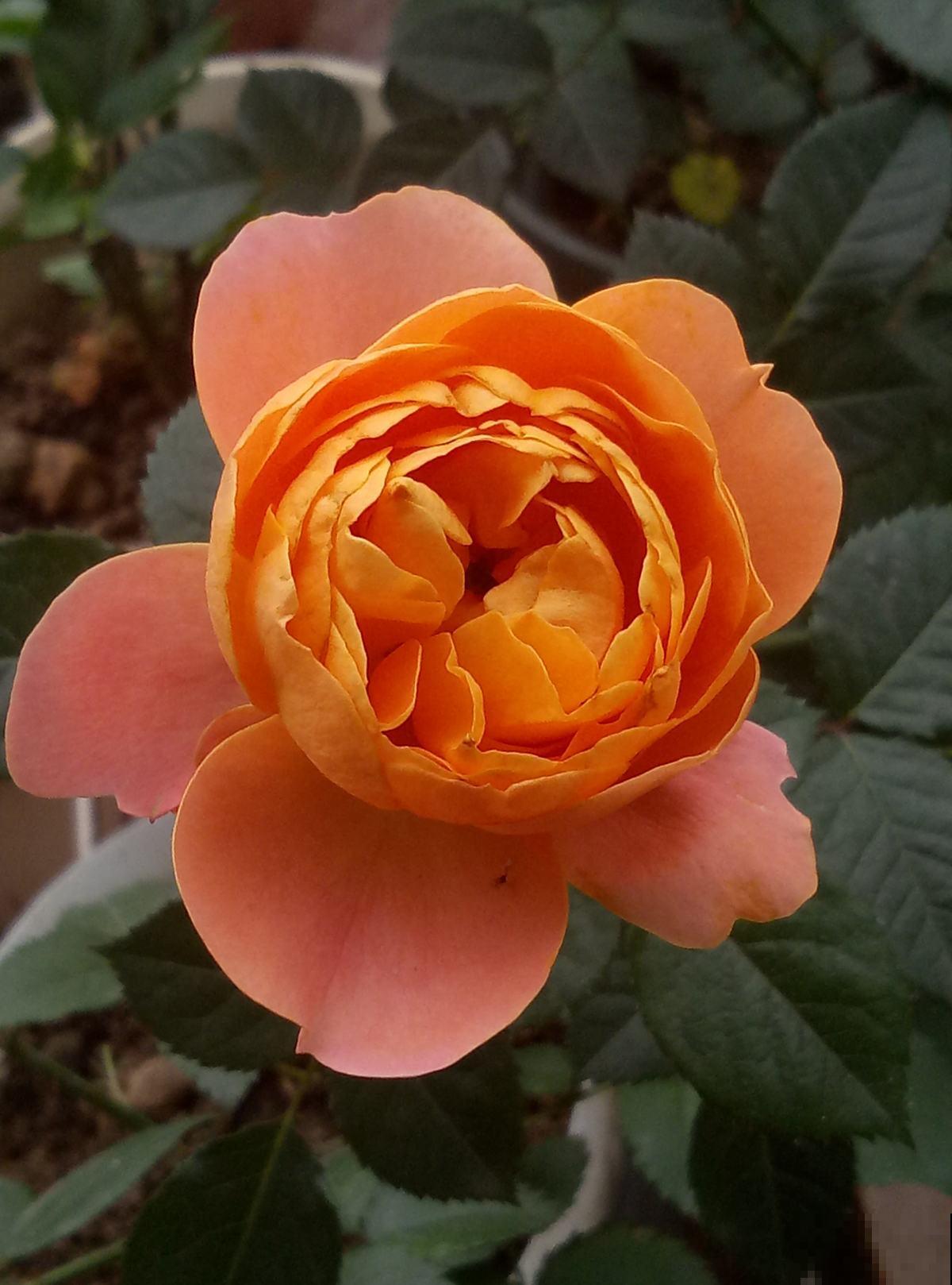 大火的果汁阳台，单朵花期15天，花量大还抗病