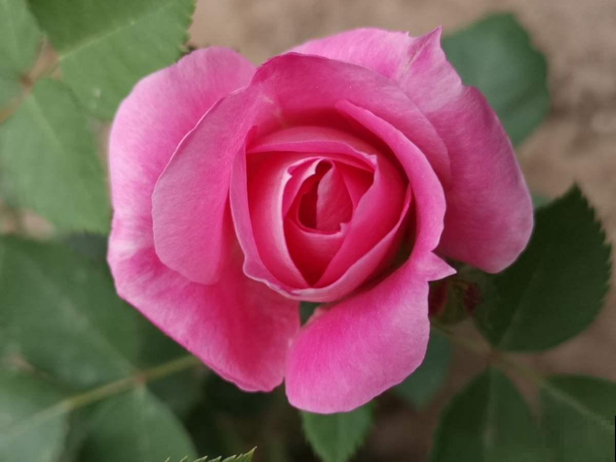 月季的水培技巧，轻松养出花来，这下水中也能“捞月”了！