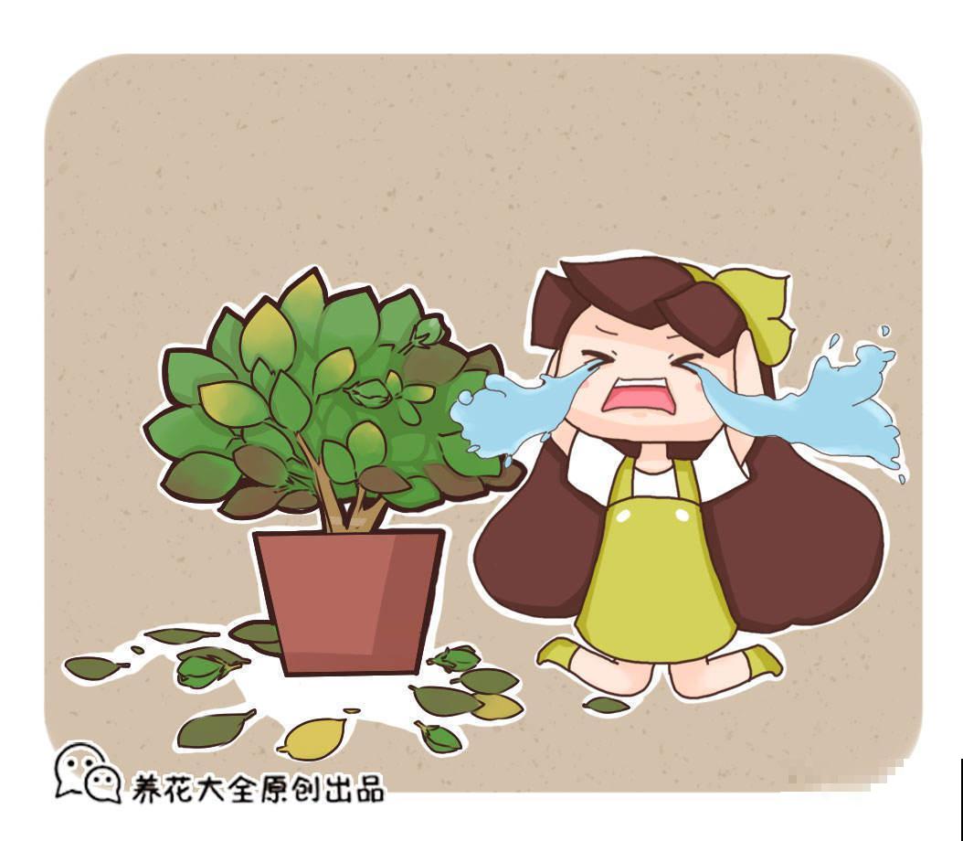 想在家里养花，先看看这5个忌讳，很多人都会犯！