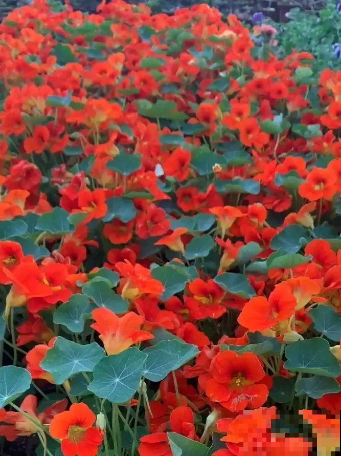 一棵旱金莲,开花又多又没,1年就能长成花墙! 一棵旱金莲,开花又多又没,1年就能长成花墙!