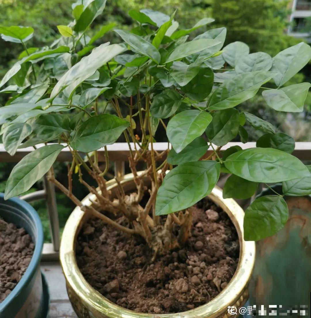 花开完了,别急着扔,好好养还能活几十年 花开完了,别急着扔,好好养还能活几十年