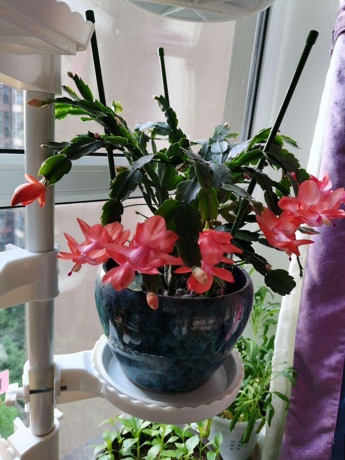 天气热了，植物开始休眠，现在就要少施肥