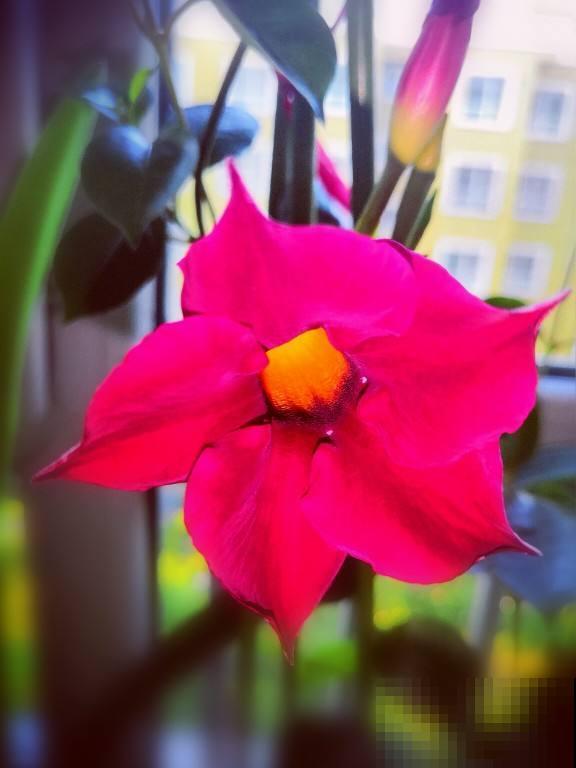 逛花市看到3种花，别嫌弃，赶紧买回家，夏天开爆