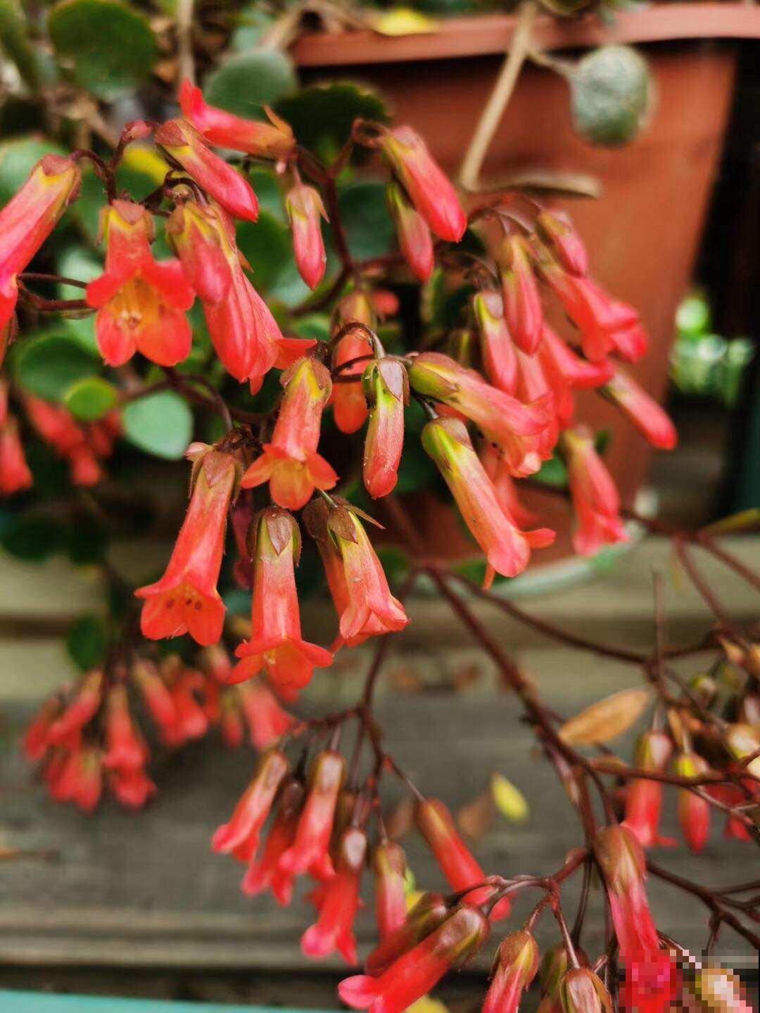 养了才知道为什么它们是“网红花”，美得实在别致！