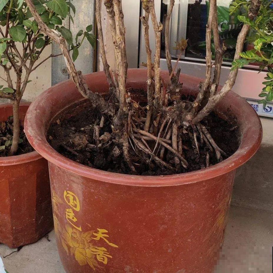 9种花是富贵命,必须大盆养,小盆养会憋死 9种花是富贵命,必须大盆养,小盆养会憋死