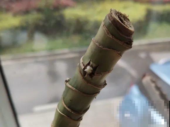 7种花要赶紧砍头,一头变多头,长得是真旺 7种花要赶紧砍头,一头变多头,长得是真旺