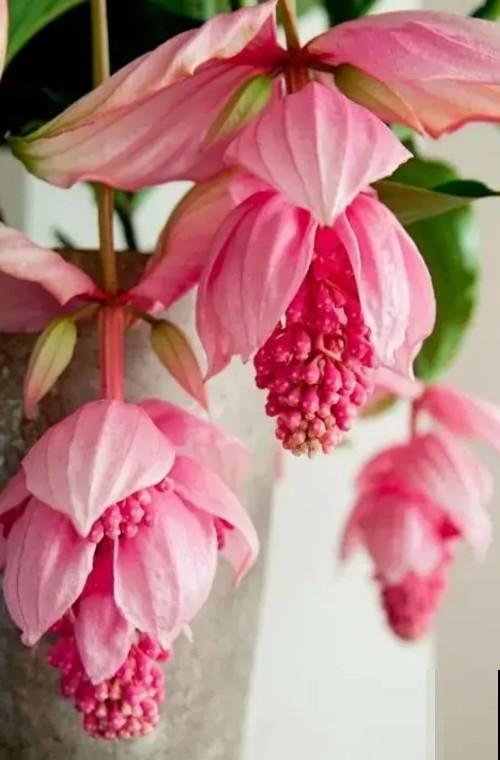 养了才知道为什么它们是“网红花”，美得实在别致！